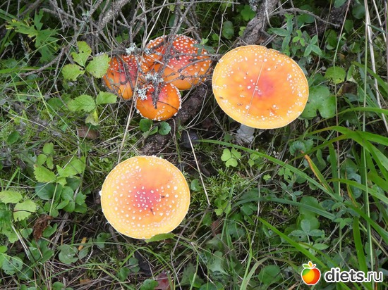 8 ����: ����� �������