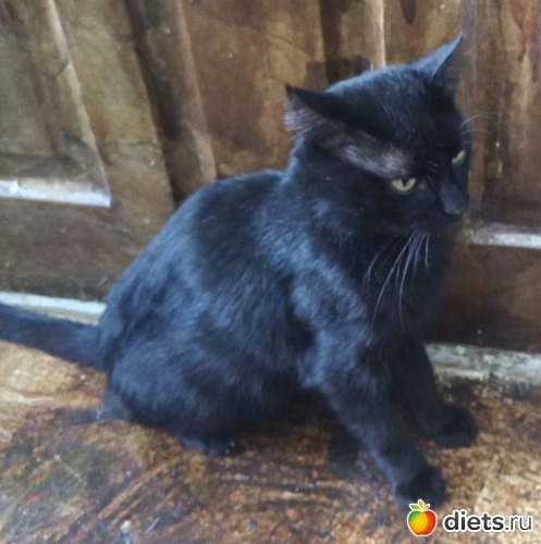 гоблин, альбом: мой питомец