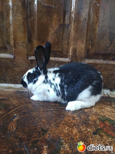 �������, ������: ��� �������