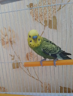 Домашние любимцы)