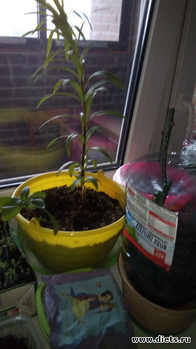 46 ����: ���