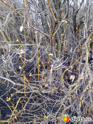 49 ����: ���