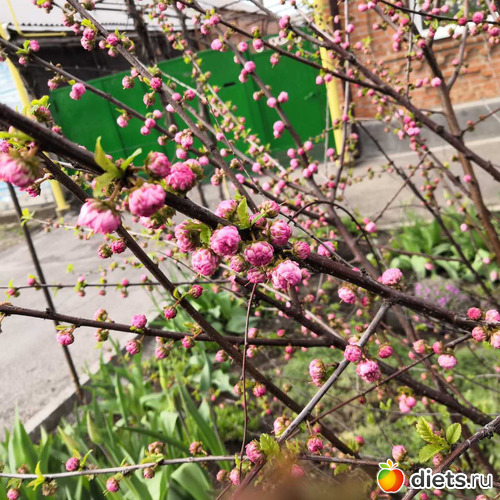 6 фото: Весна 2019 апрель, май