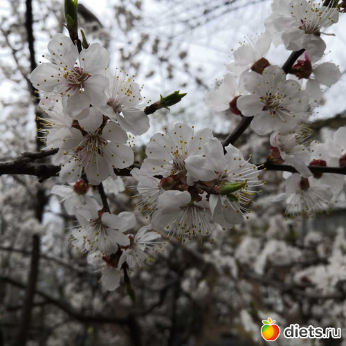 9 фото: Весна 2019 апрель, май