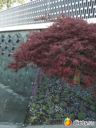 ���� ���������9, ������: ���������