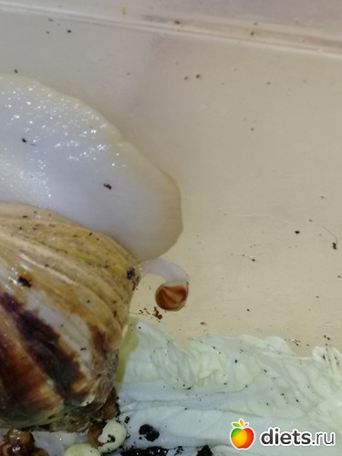 15 фото: Улитки