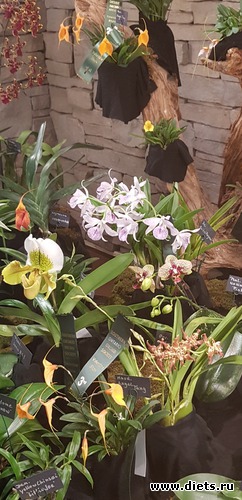 1 фото: Орхидеи