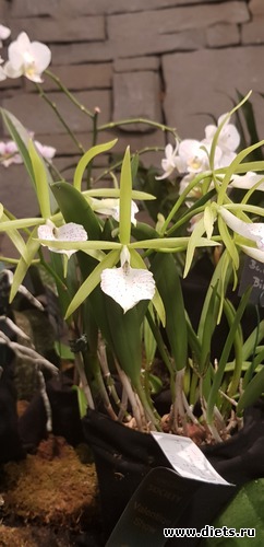 2 фото: Орхидеи