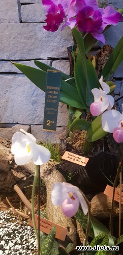 12 фото: Орхидеи