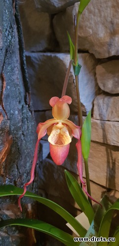 13 фото: Орхидеи