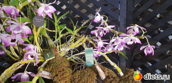 22 фото: Орхидеи