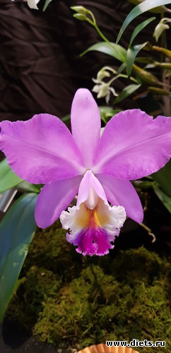 28 фото: Орхидеи