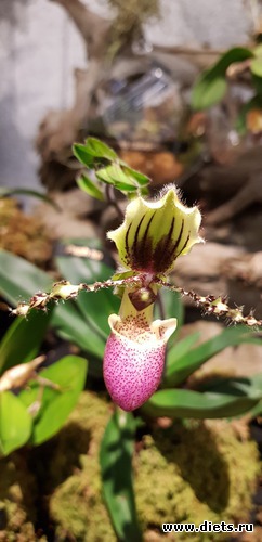 68 фото: Орхидеи
