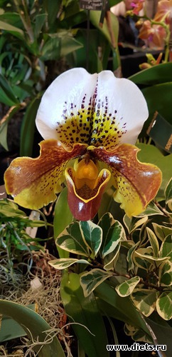 60 фото: Орхидеи