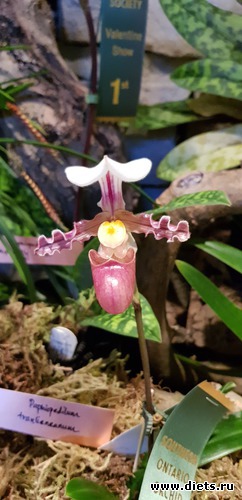 61 фото: Орхидеи