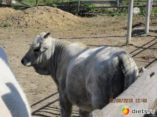 43 ����: ��������� �������