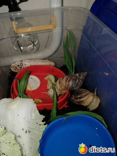 12 фото: Улитки