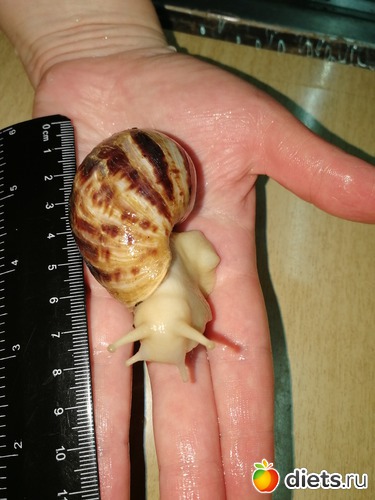 13 ����: ������