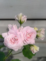 Герань махровая