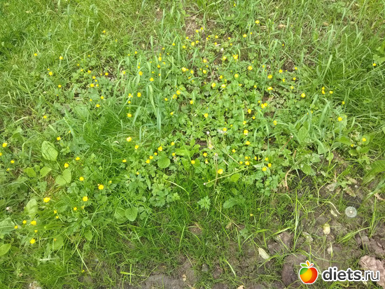 �������� - �������� 01.06, ������: ���� ������ �������