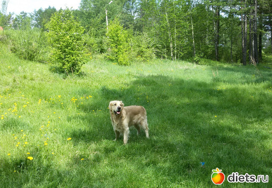 Собакен Бас. Голден Ретривер., альбом: Я моя жизнь, мои люди.