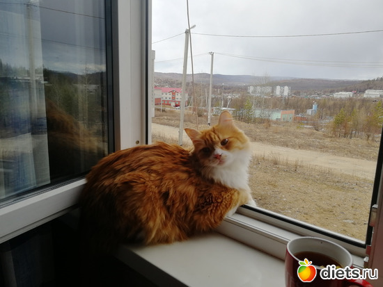 Кот Оскар., альбом: Я моя жизнь, мои люди.