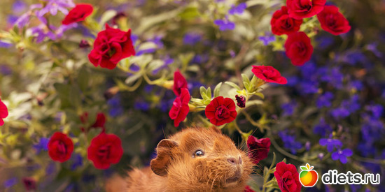 4 ����: ����������