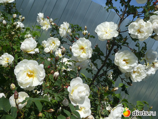 3 ����: �� ����