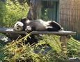Это панда-папа. Он живет в зоопарке Мадрида