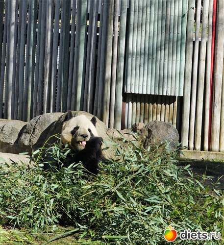 Это панда-мама. Она еще не наелась, альбом: Мои любимые фотографии
