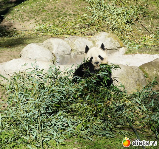 Это панда-чадо. Мадридский зоопарк один из немногих, где прижились эти забавные мишки, альбом: Мои любимые фотографии