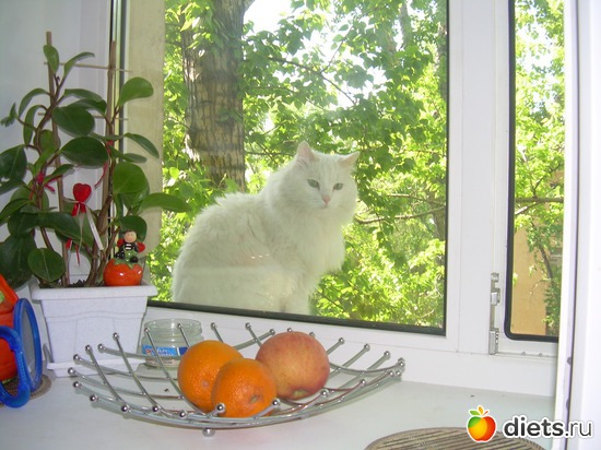 ������, ������: ������ ���