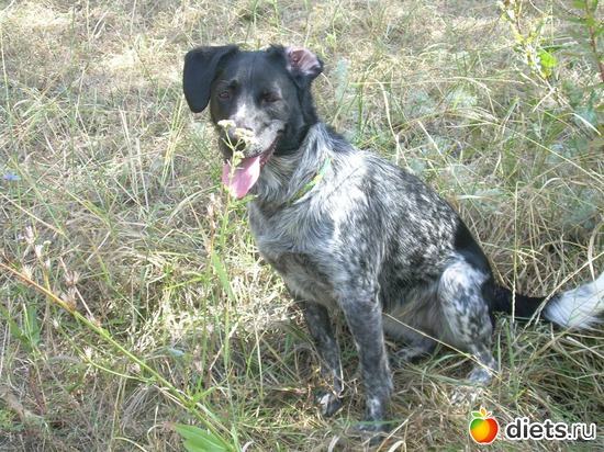 �������� -���������, ������: ������ ���