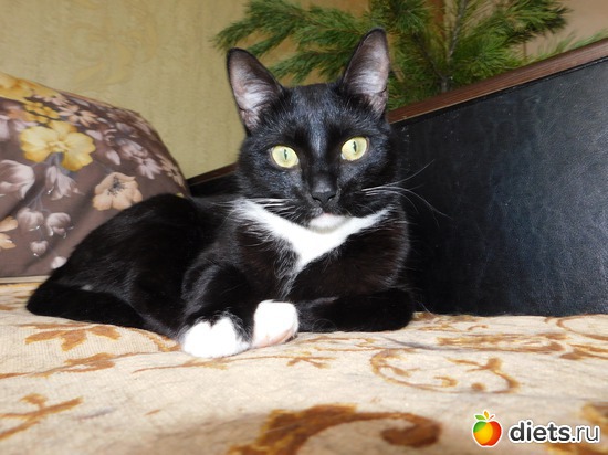 ���������� ����, ������: ������ ���