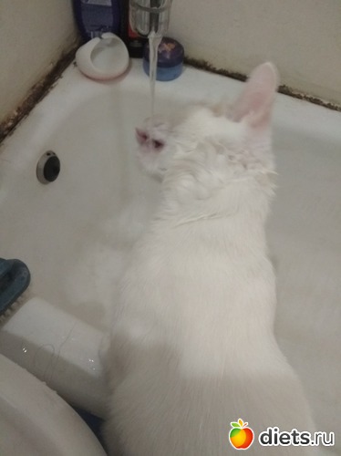 ���� ��������, ������: �������� ������� ����