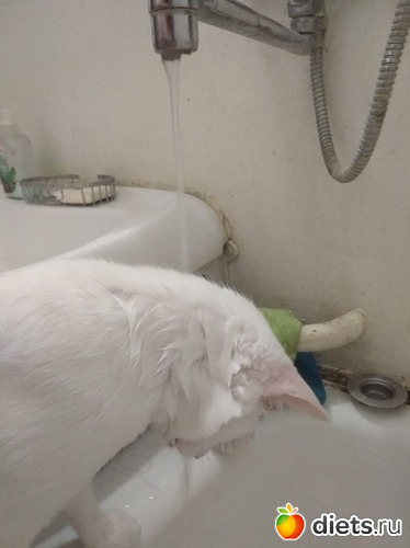 ���� ��������1, ������: �������� ������� ����