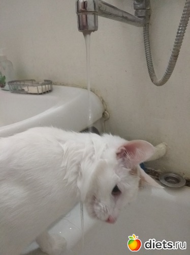 ���� ��������2, ������: �������� ������� ����