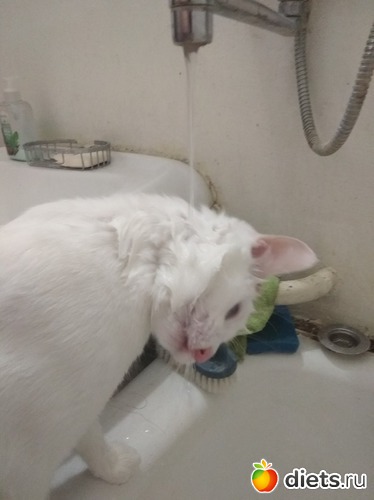 ���� ��������3, ������: �������� ������� ����