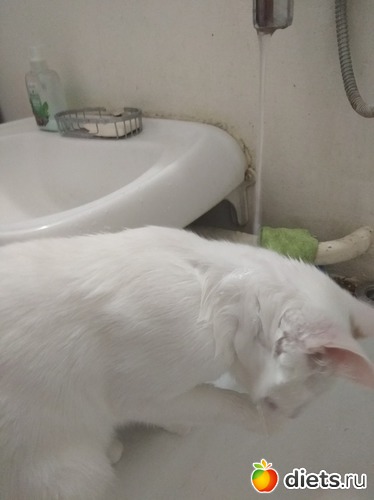 ���� ��������4, ������: �������� ������� ����