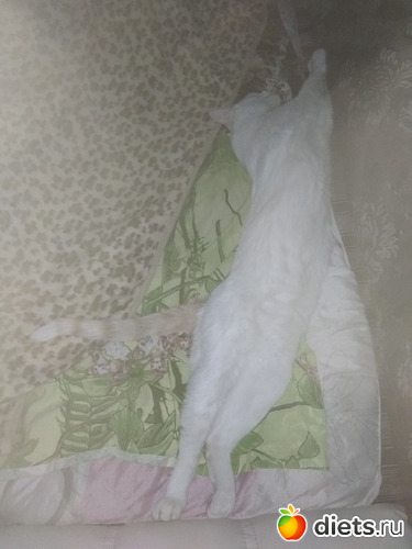 ���� ���� ���, ������: ������� ��� 2019