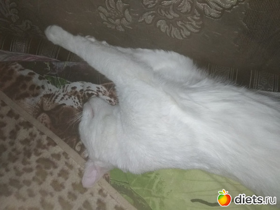 Мордочка кошкина, альбом: Шашлыки май 2019