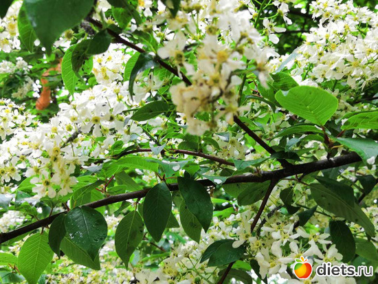 16 фото: Весна 2019 апрель, май