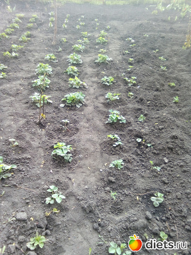 61 ����: ���