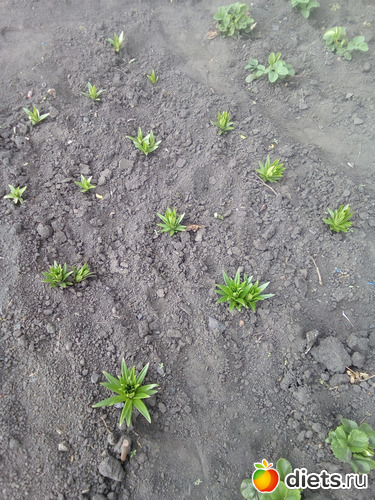 62 ����: ���