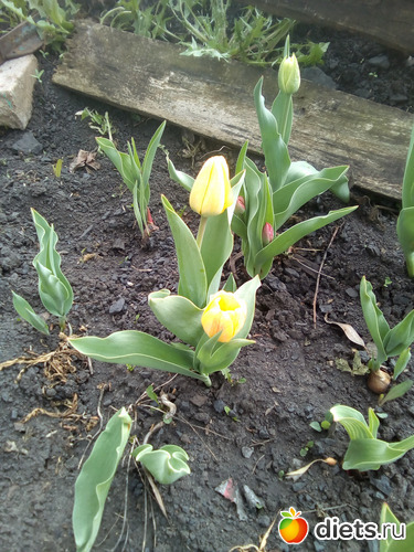 63 ����: ���