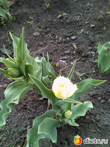 65 ����: ���