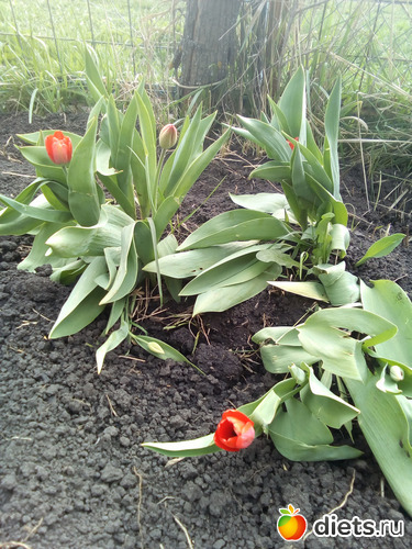 66 ����: ���