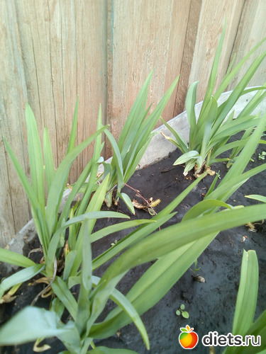 70 ����: ���