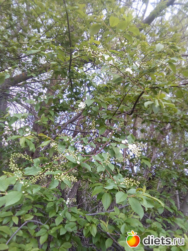 71 ����: ���