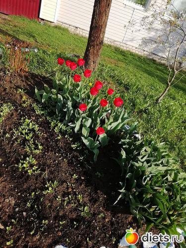 Тюльпаны, альбом: Всё